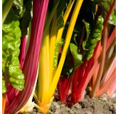 Côte de bette à cardes multicolores