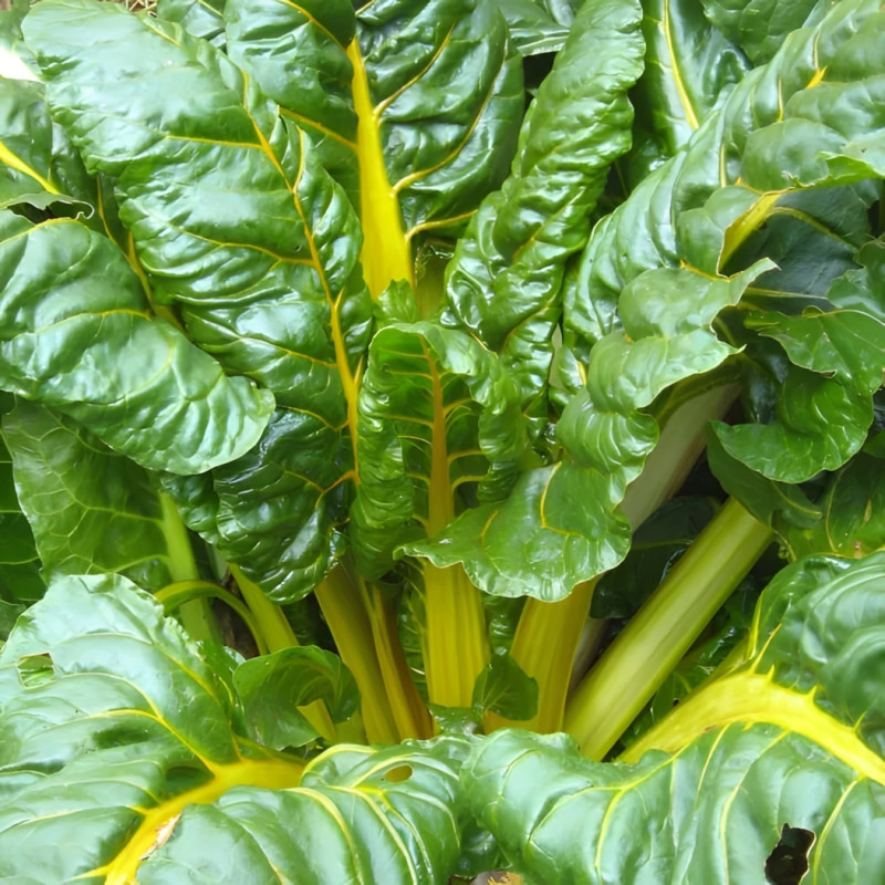 Côte de bette à cardes jaunes Bright Yellow