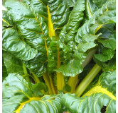 Côte de bette à cardes jaunes Bright Yellow