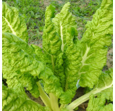 Côte de bette Lucullus