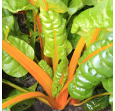 Côte de bette Orange "Coucher de Soleil"