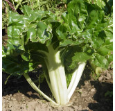 Côte de bette verte à cardes blanches