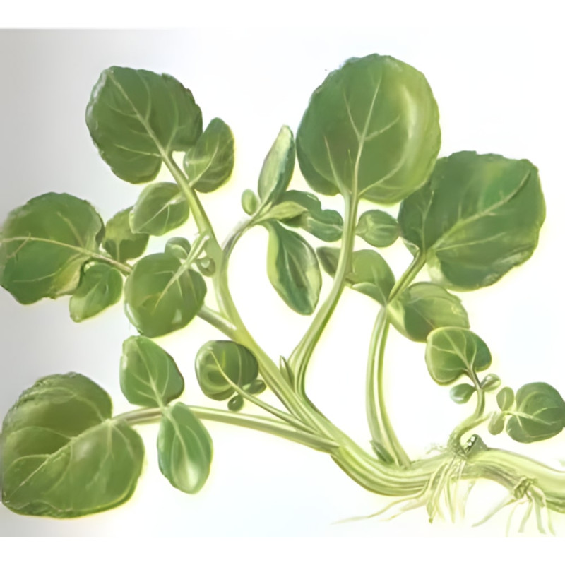 Cresson d'hiver ou herbe de Sainte-Barbe