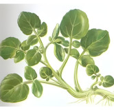 Cresson d'hiver ou herbe de Sainte-Barbe