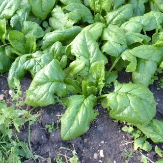 Epinard hâtif à grandes feuilles