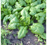 Epinard hâtif à grandes feuilles