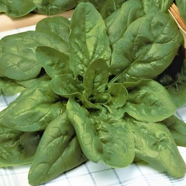 Epinard Géant d'Hiver