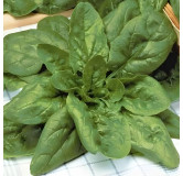 Epinard Géant d'Hiver