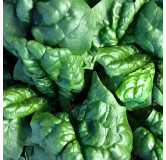 Epinard Thorin (type Matador)