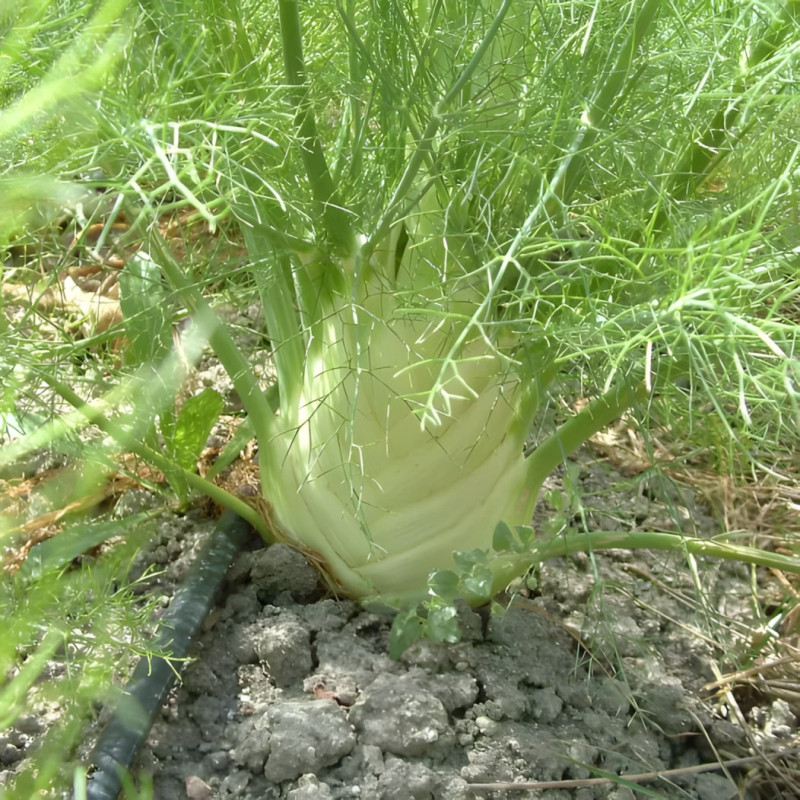 Fenouil doux précoce d'été