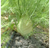 Fenouil doux précoce d'été