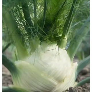 Fenouil doux Zefa Fino