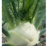 Fenouil doux Zefa Fino