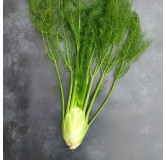 Fenouil doux Zefa Tardo