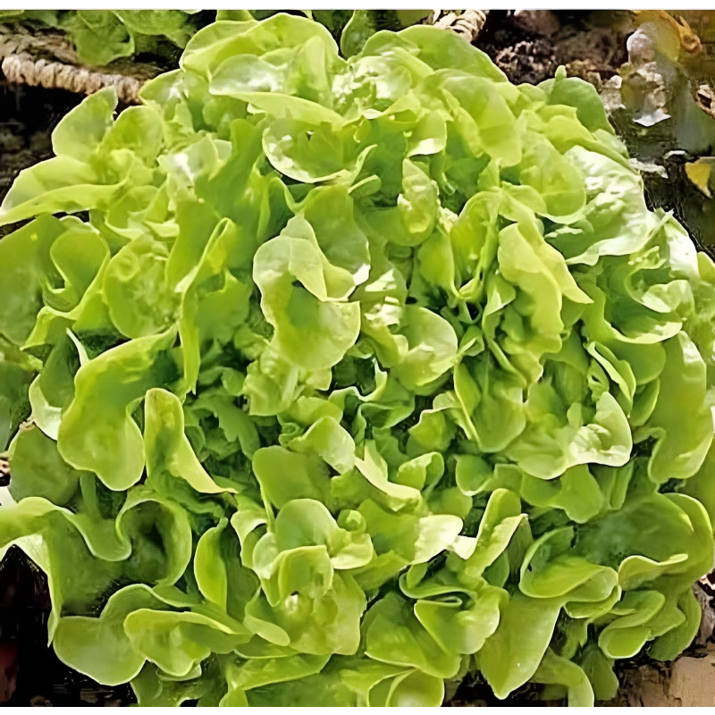 Laitue à couper Feuille de Chêne Blonde