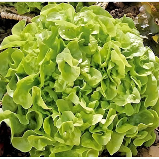 Laitue à couper Feuille de Chêne Blonde