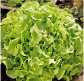 Laitue à couper Feuille de Chêne Blonde