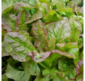 Laitue à couper Frisée d'Amérique