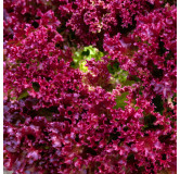 Laitue à couper Lollo Rossa