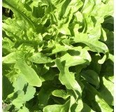 Laitue à couper Radichetta