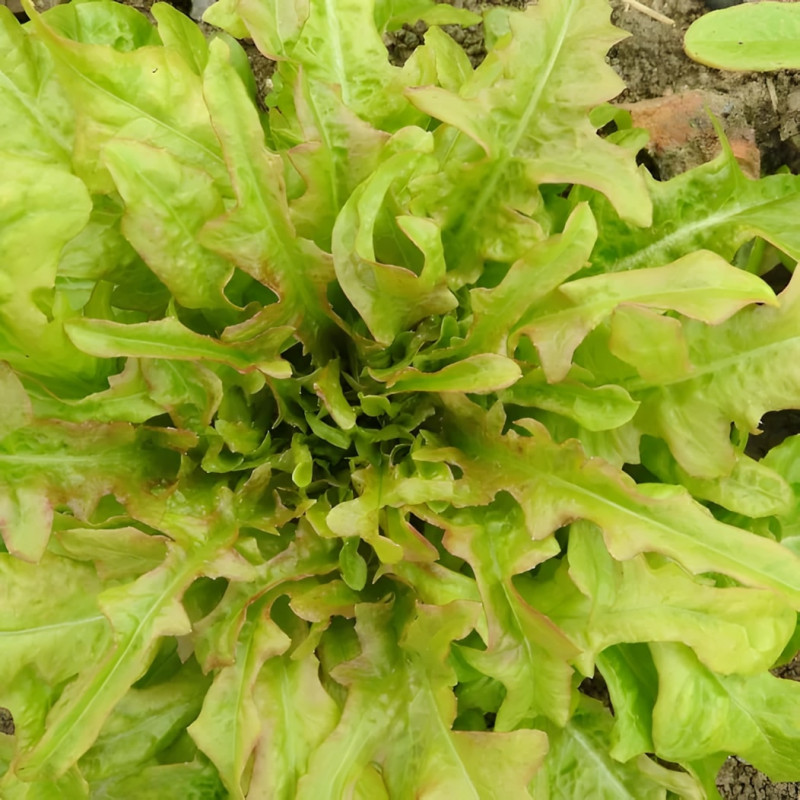 Laitue à couper Feuille de Chêne Biscia Rossa