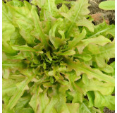 Laitue à couper Feuille de Chêne Biscia Rossa