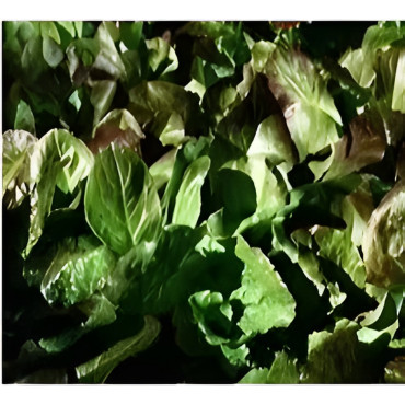 Laitue à couper Lattughino