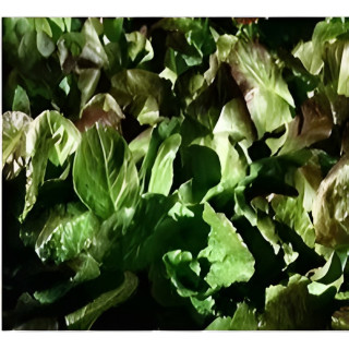 Laitue à couper Lattughino