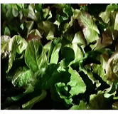 Laitue à couper Lattughino