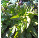 Laitue à couper Oreille du Diable