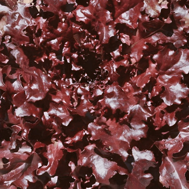 Laitue à couper Feuilles de Chêne Rouge "Red Salad Bowl"