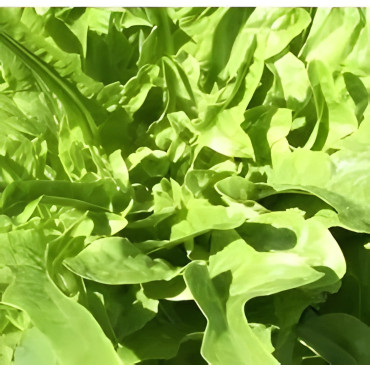 Laitue à couper Till
