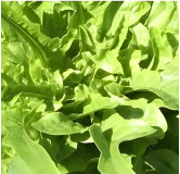 Laitue à couper Till