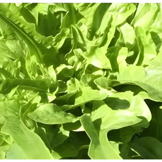 Laitue à couper Cocarde