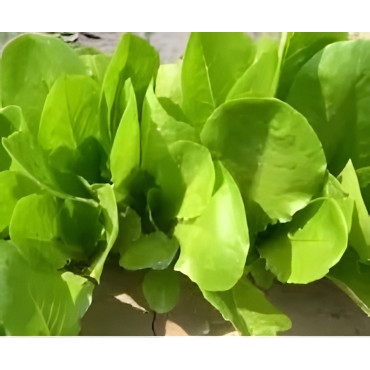 Laitue à couper Verte d'hiver