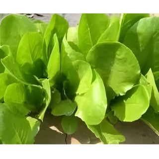 Laitue à couper Verte d'hiver