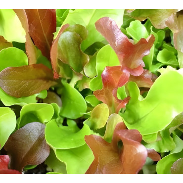 Laitues à couper en mélange