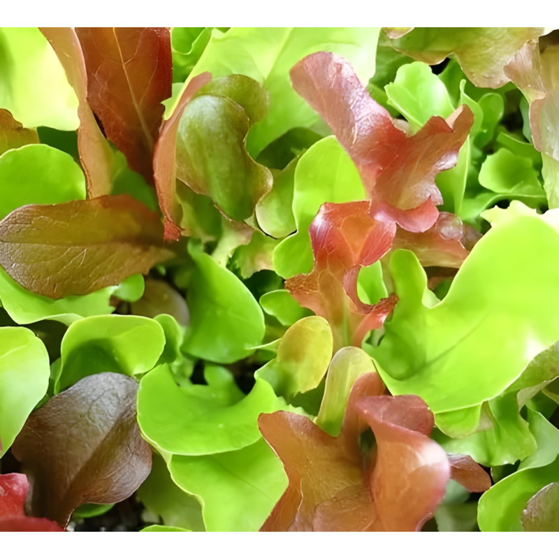 Laitues à couper en mélange