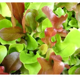 Laitues à couper en mélange