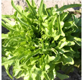 Laitue à couper Catalogna