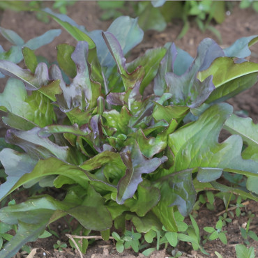 Laitue à couper Hussarde