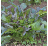 Laitue à couper Hussarde