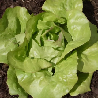 Laitue pommée quatre saisons Bon Jardinier