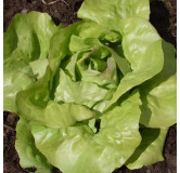 Laitue pommée quatre saisons Bon Jardinier