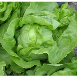 Laitue pommée d'été Grosse Blonde Paresseuse