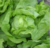 Laitue pommée d'été Grosse Blonde Paresseuse