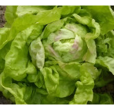 Laitue pommée de printemps Reine de mai