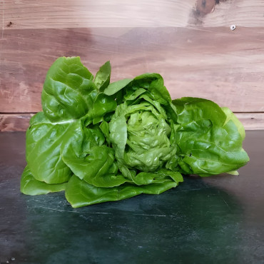 Laitue pommée d'été Sucrine