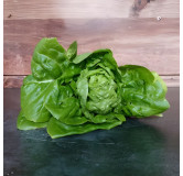 Laitue pommée d'été Sucrine