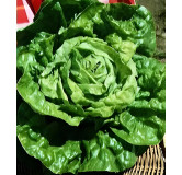 Laitue pommée d'hiver Merveille d'hiver